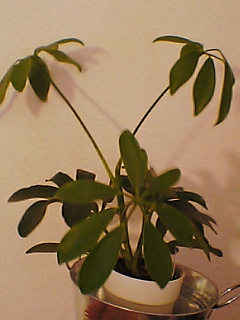 plant