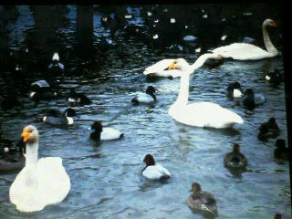 swan